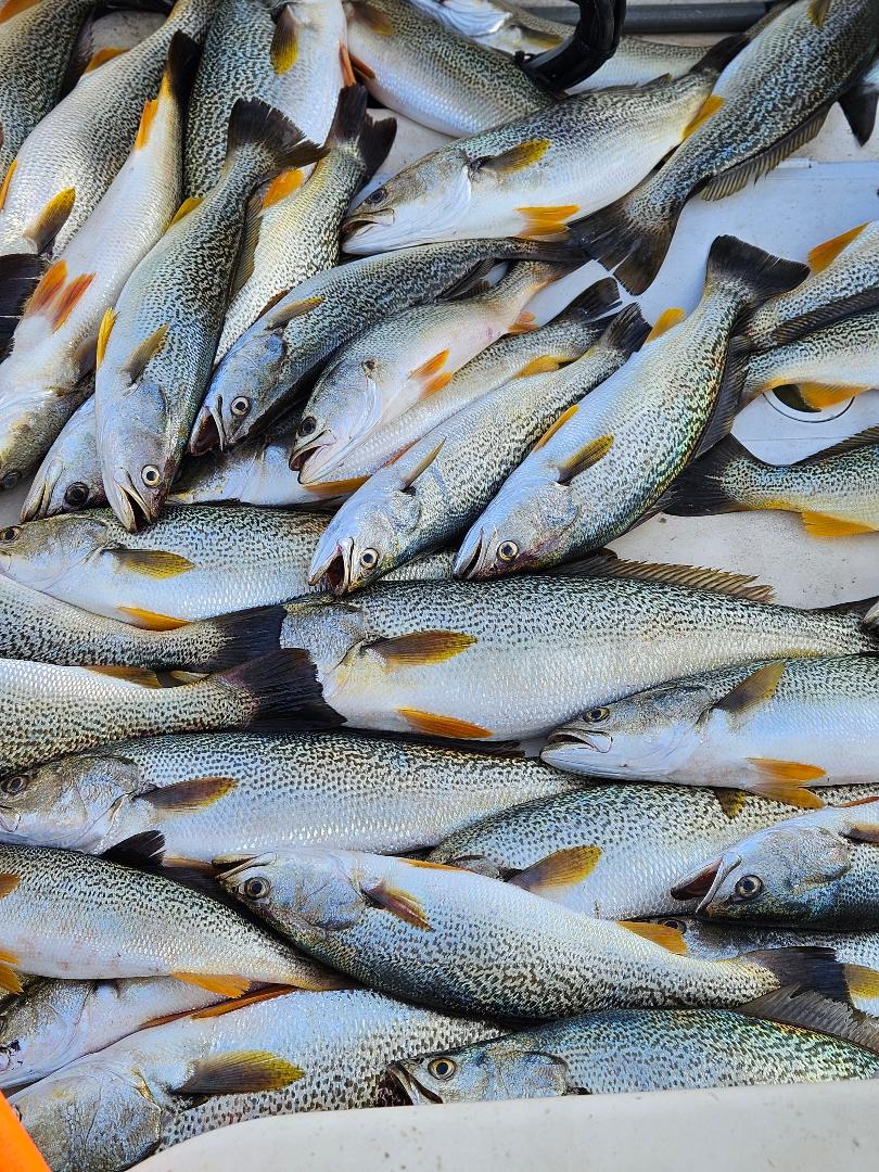 Billy Bob Charters fishing report photo, Sep 11, 2026
