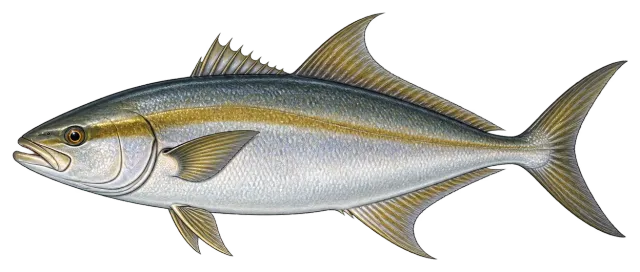 Amberjack