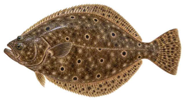 Flounder