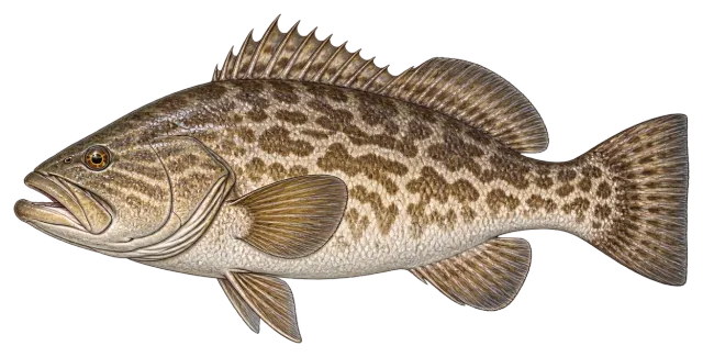 Gag Grouper