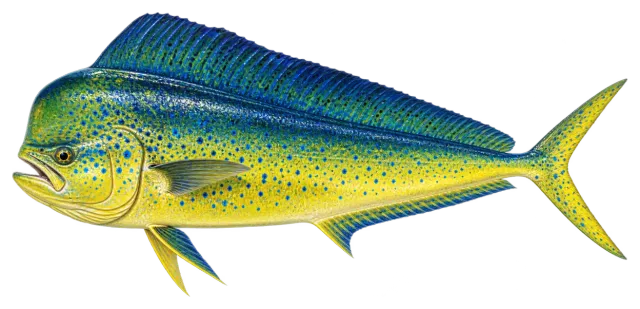 Mahi Mahi (Dorado)