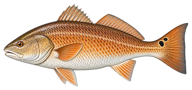 Redfish (Red Drum)