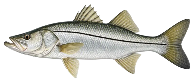 Snook