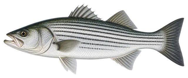 Striped Bass