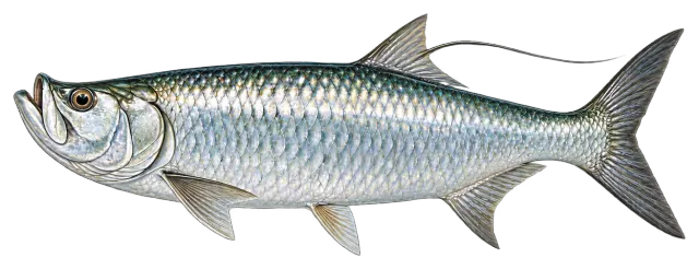 Tarpon