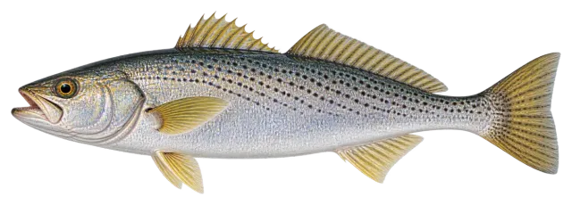 Weakfish (Gray Trout)