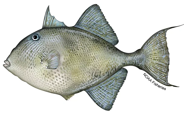 Triggerfish