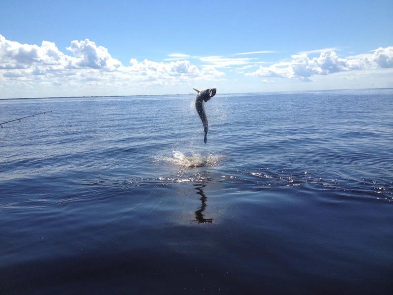 Caught Lookin Charters fishing photo