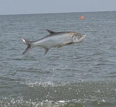 Caught Lookin Charters fishing photo