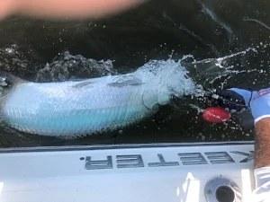 Caught Lookin Charters fishing photo