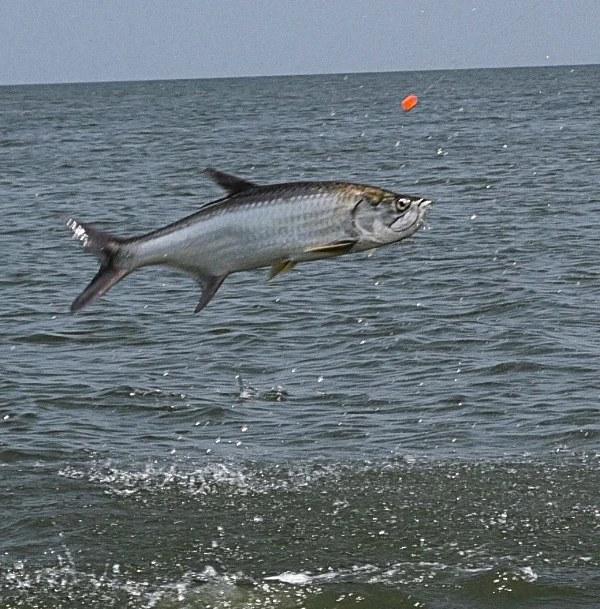 Caught Lookin Charters fishing photo