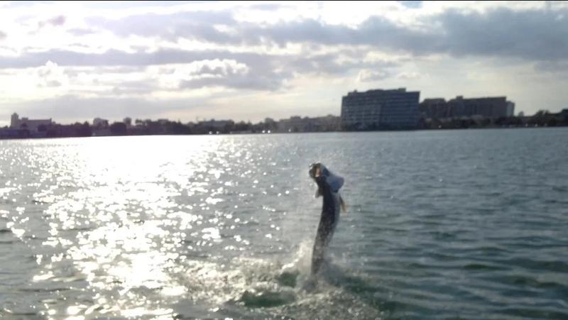 Caught Lookin Charters fishing photo