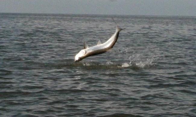 Caught Lookin Charters fishing photo