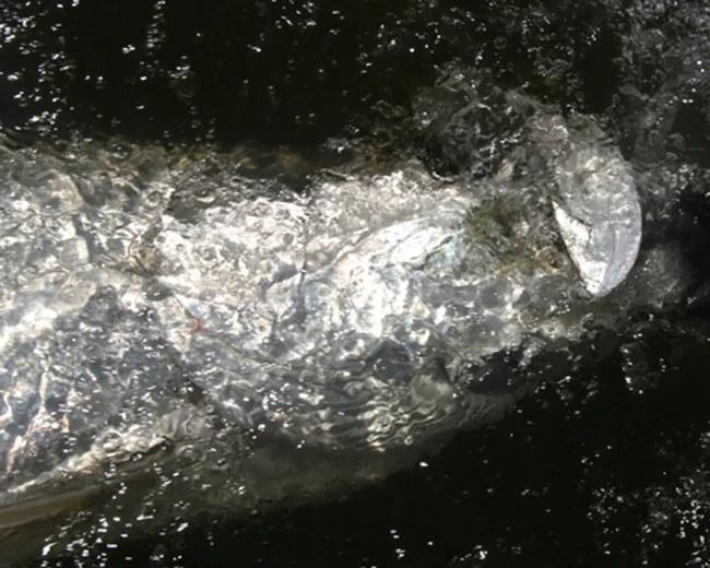 Caught Lookin Charters fishing photo