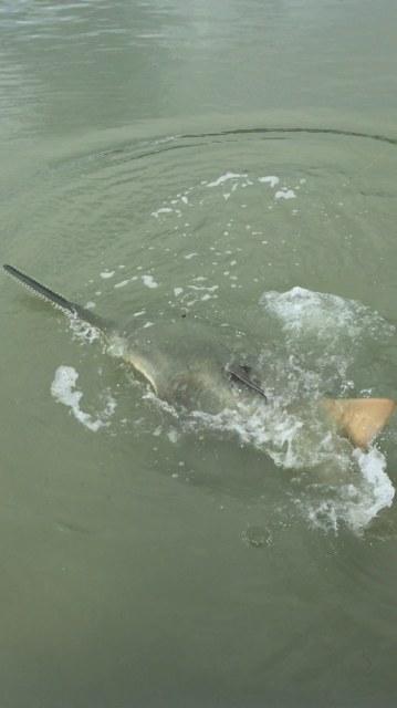 Caught Lookin Charters fishing photo