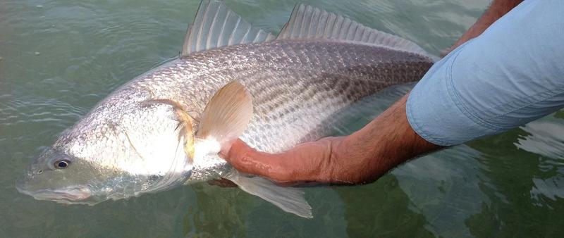 Caught Lookin Charters fishing photo