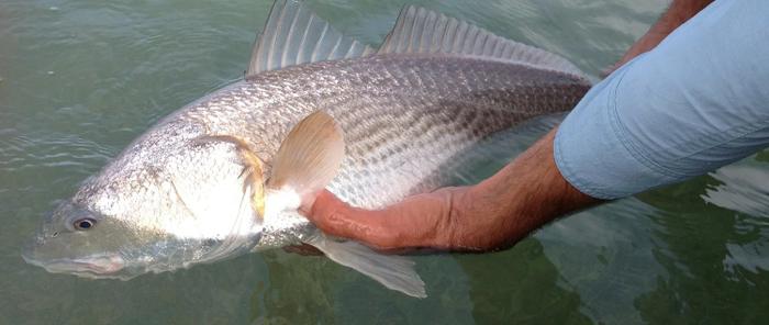 Redfish (Red Drum)