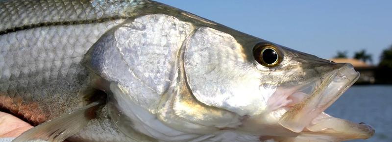 Caught Lookin Charters fishing photo