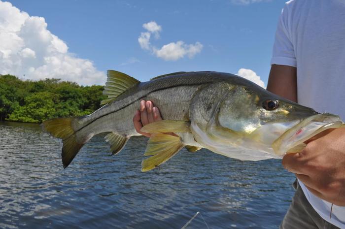 Snook