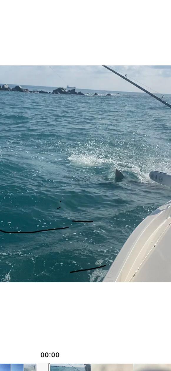 Everything is Biting!, photo 1