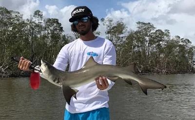 Tarpon and Snook are Biting!, photo 1