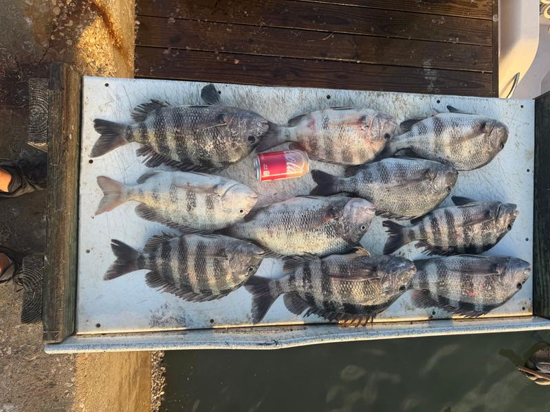 A morning catch of sheepshead