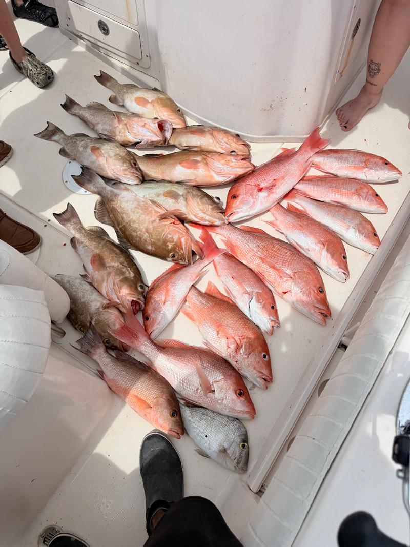 Offshore fishing in the Gulf with Go Fish SRQ Charters, Sarasota