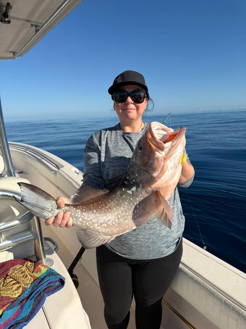 Offshore fishing in the Gulf with Go Fish SRQ Charters, Sarasota