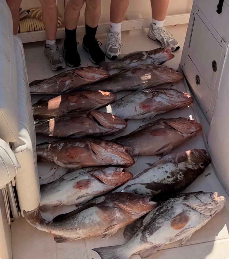 Offshore fishing in the Gulf with Go Fish SRQ Charters, Sarasota